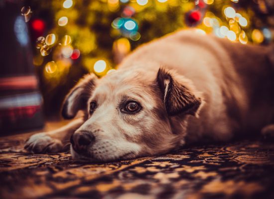 Hund vor dem Weihnachtsbaum