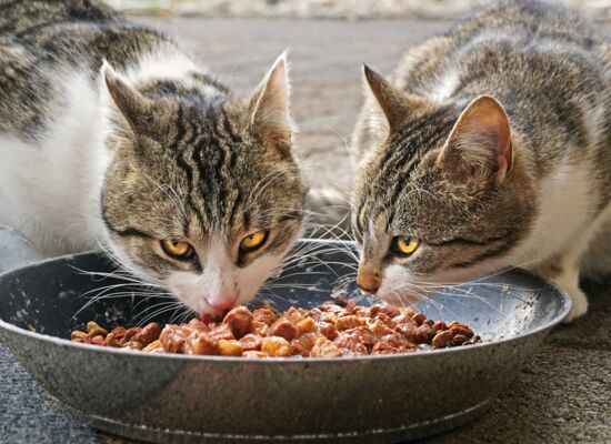Zwei Katzen fressen Futter aus Edelstahlnapf