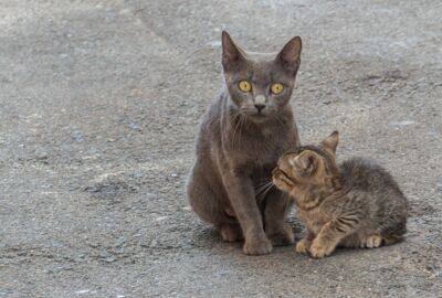 Straßenkatze und Kitten