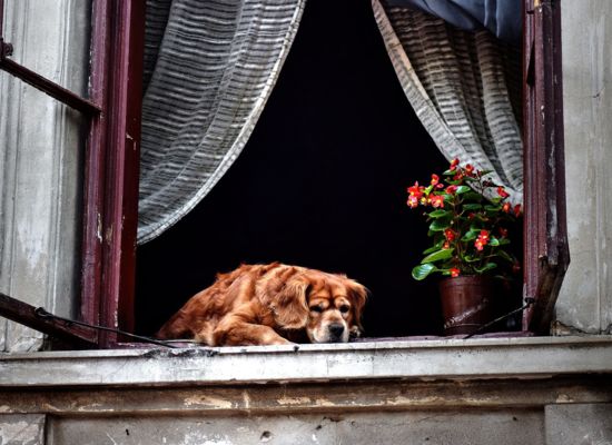 Wartender Hund an Fensterbank