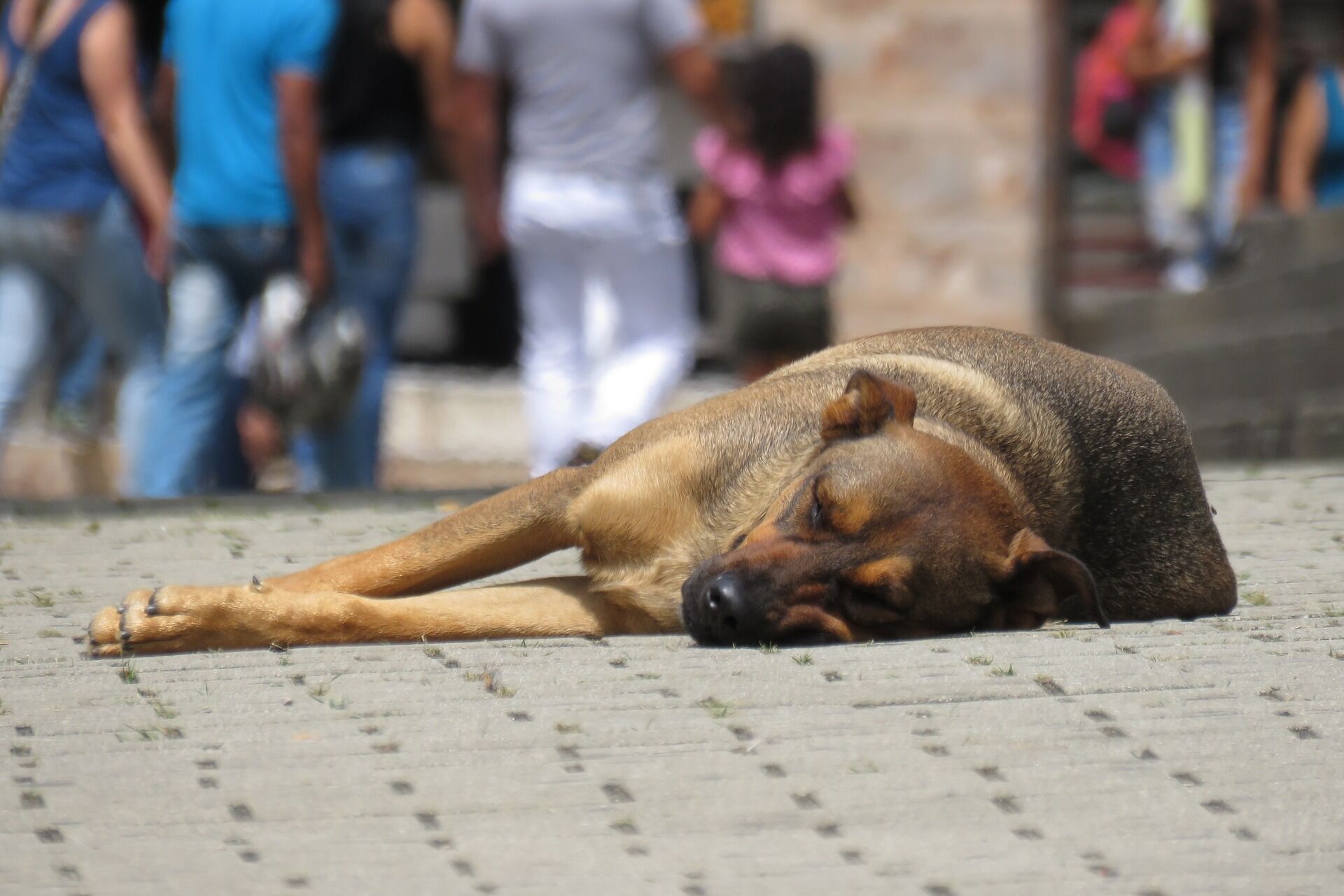 Straßenhund schläft
