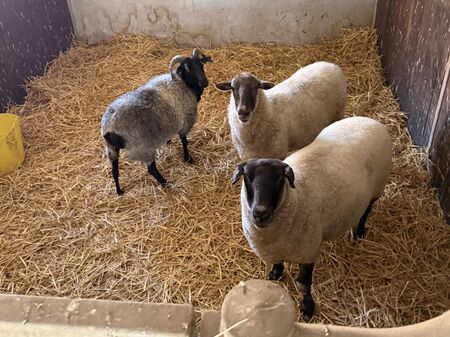 Schafe