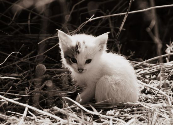 Kätzchen verlassen schwarz-weiß