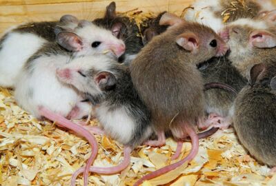 Zu viele Mäuse befinden sich in einer kleinen Holzkiste
