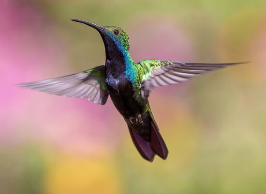 Kolibri