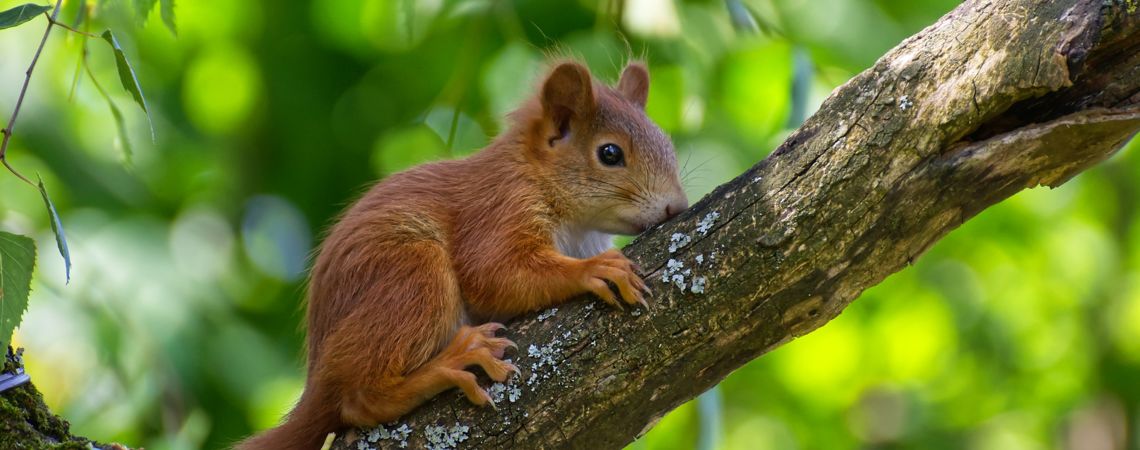 Junges Eichhörnchen auf einem Ast