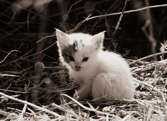 Kätzchen verlassen schwarz-weiß
