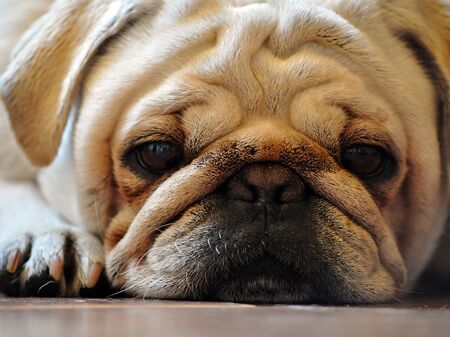 Mops Gesicht