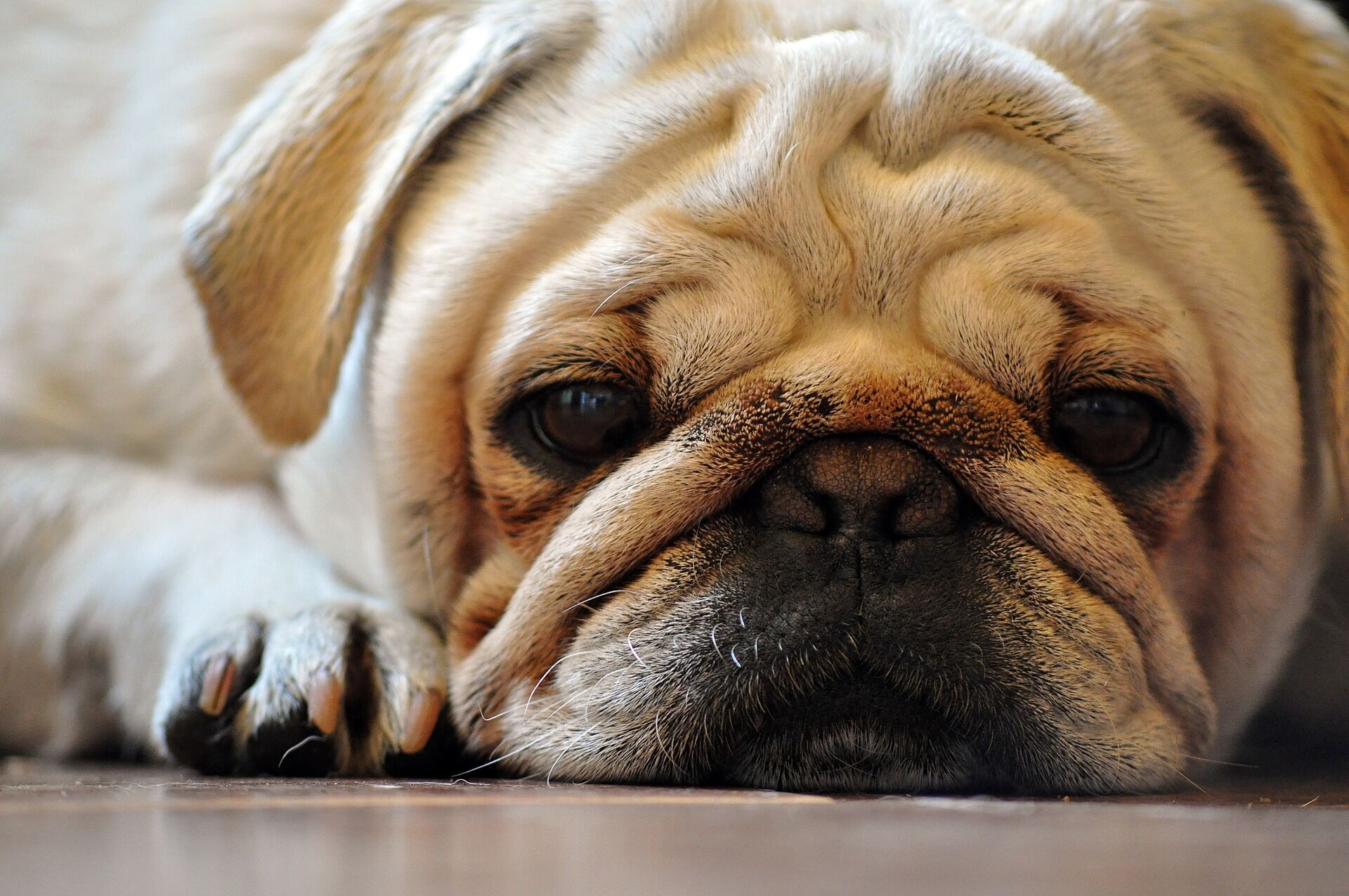 Mops Gesicht