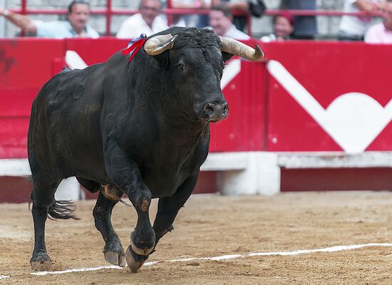 Stier in Arena