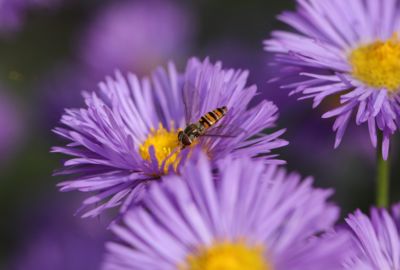 Insekt in einer violetten Blüte