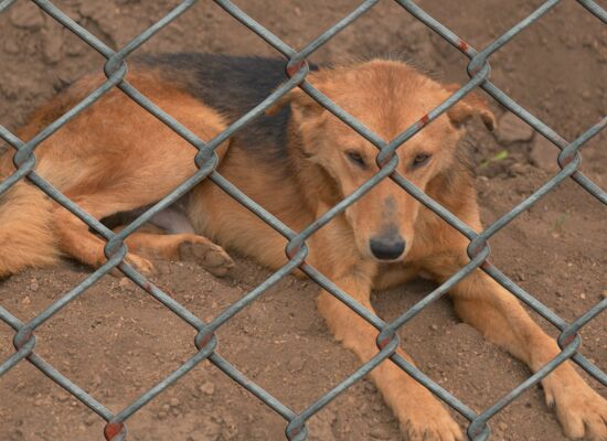 Hund liegt hinter Gittern auf der Erde und schaut traurig runter
