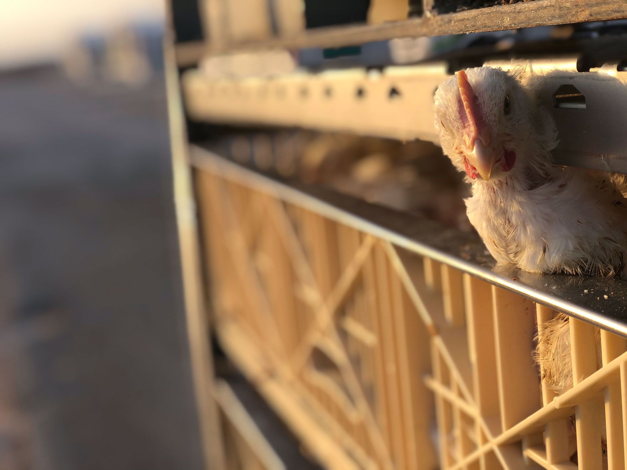 Huhn schaut aus dem Transportwagen, im Hintergrund kann man weitere Hühner erahnen